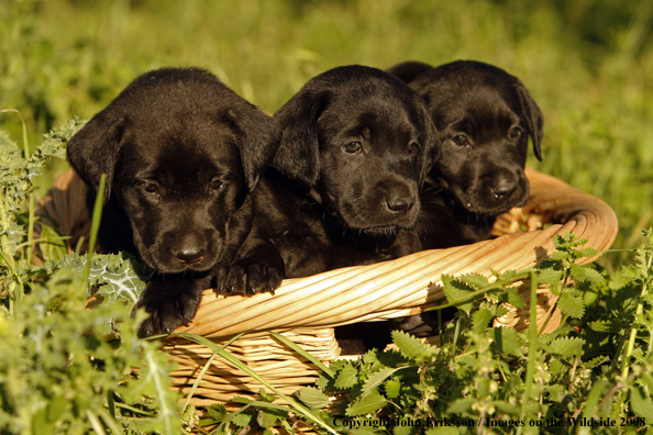 Black Labrador Retriever pups