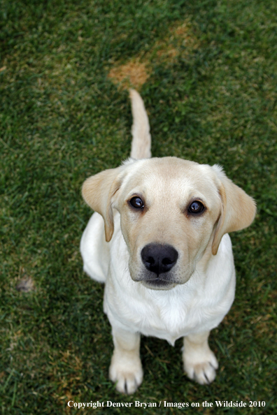 Yellow Labrador Retriever Puppy