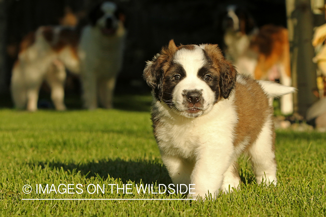 St. Bernard puppy. 