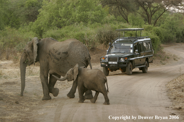 African Elephants