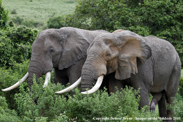 African Bull Elephants 