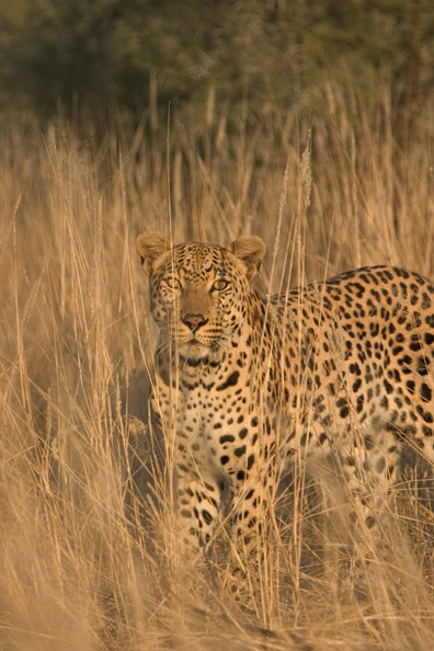 Leopard in habitat. Africa