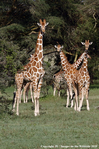 Reticulated Giraffe 