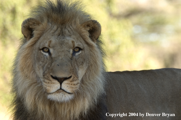 Male African lion in habitat. Africa