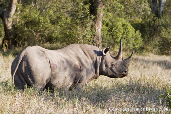 Black rhino in Africa.