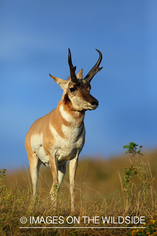 Pronghorn Antelope buck in habitat.