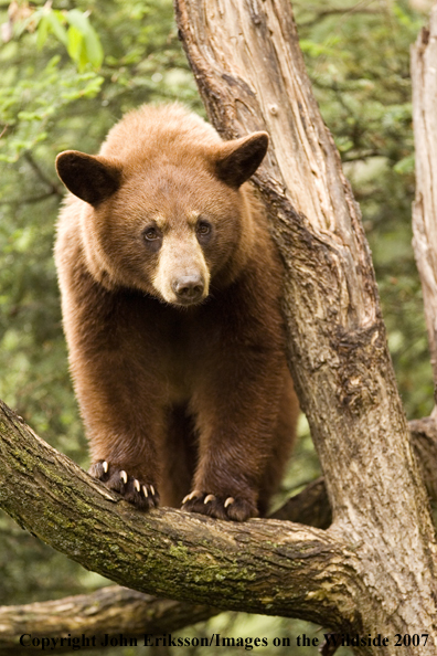 Black bear (brown-phase)