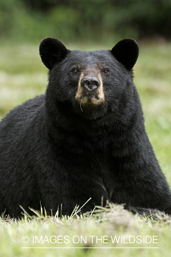 Black Bear in habitat. 