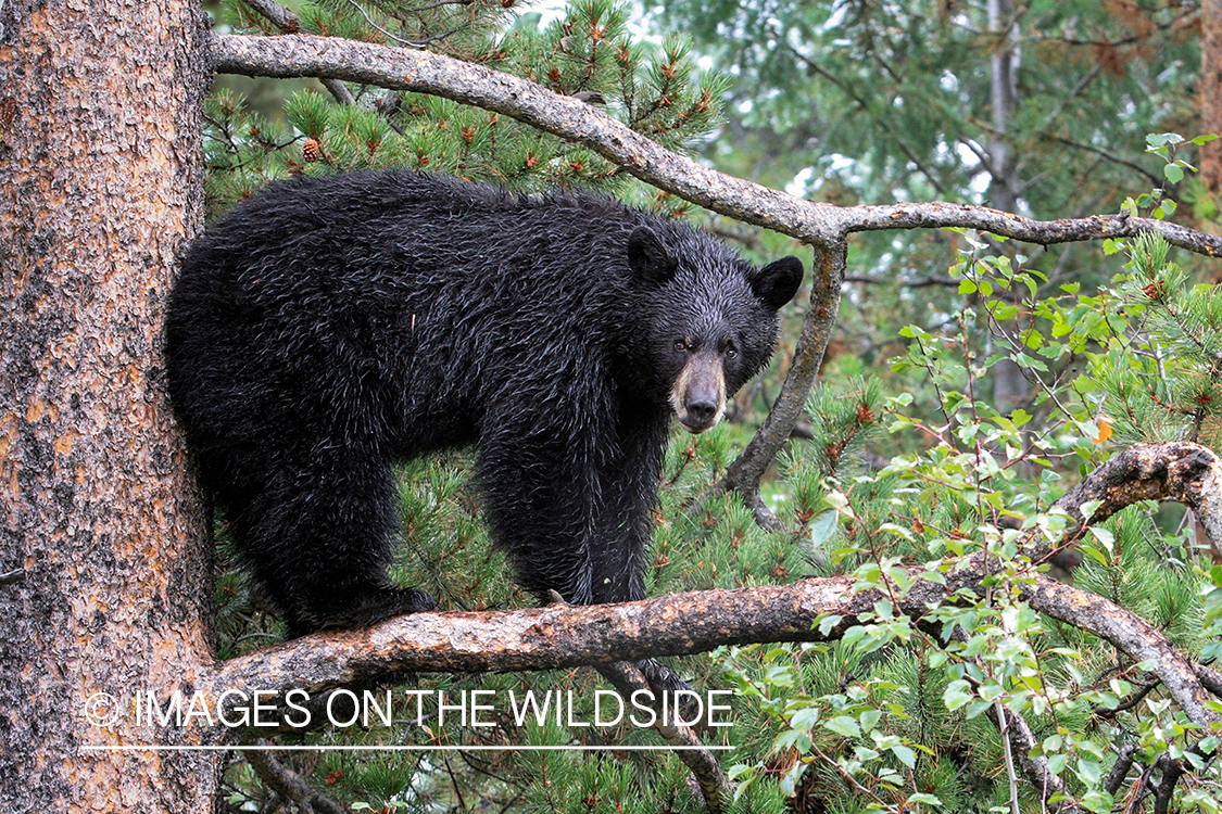 Black bear in a tree.