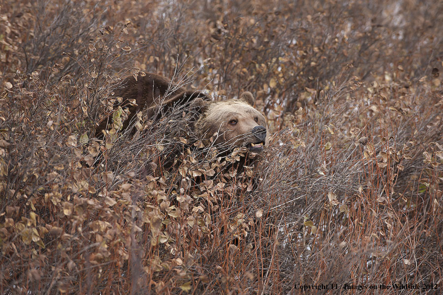 Grizzly Bear in habitat.