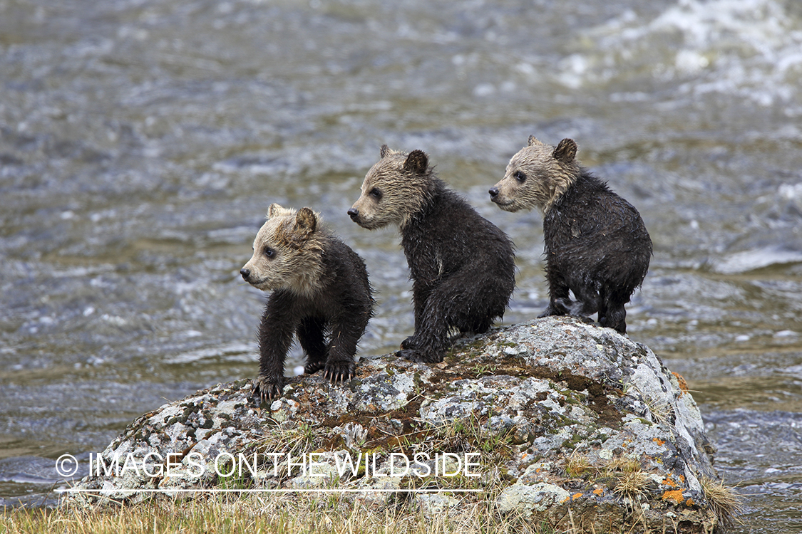 Grizzly Bear cubs in habitat.