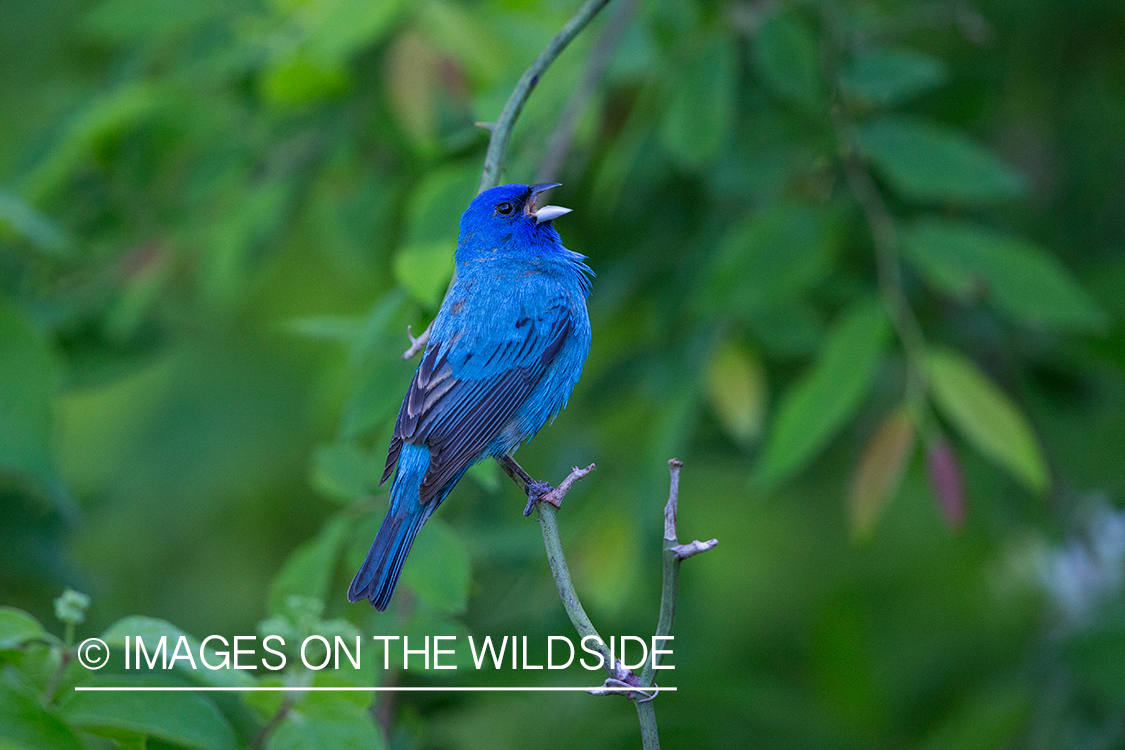 Indigo bunting singing in habitat. 