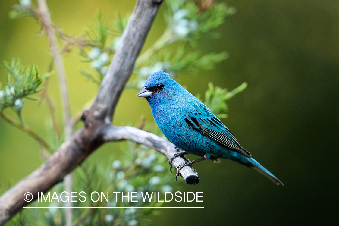 Indigo bunting in habitat.