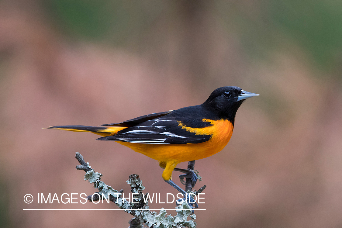 Baltimore Oriole on branch.