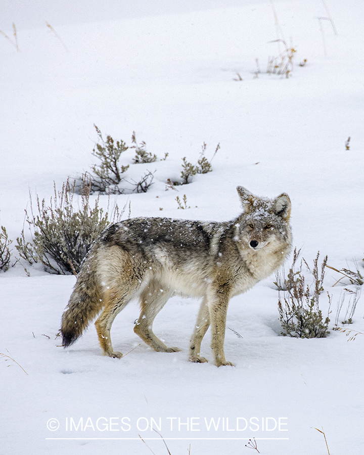 Coyote in snowy habitat.