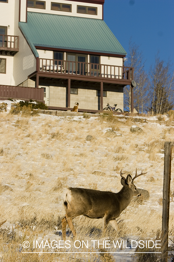 Urban wildlife...