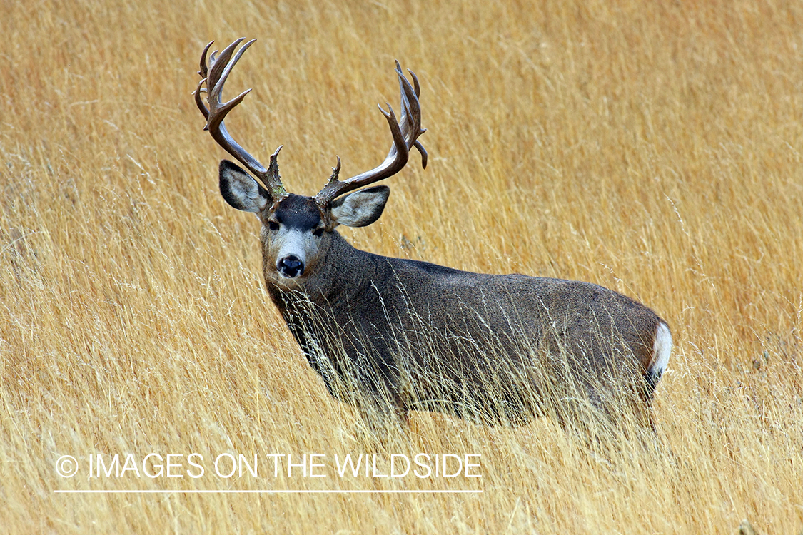 Mule deer buck in habitat. 