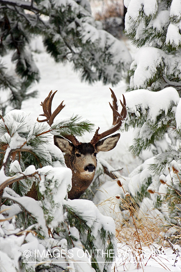 Mule deer buck in habitat. 