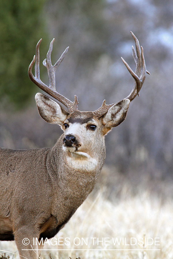 Mule Deer buck in habitat.