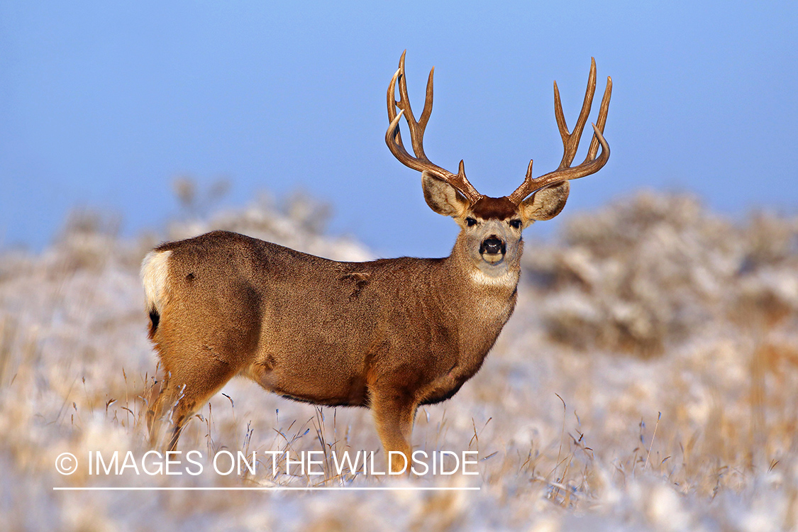 Mule deer buck in snow.