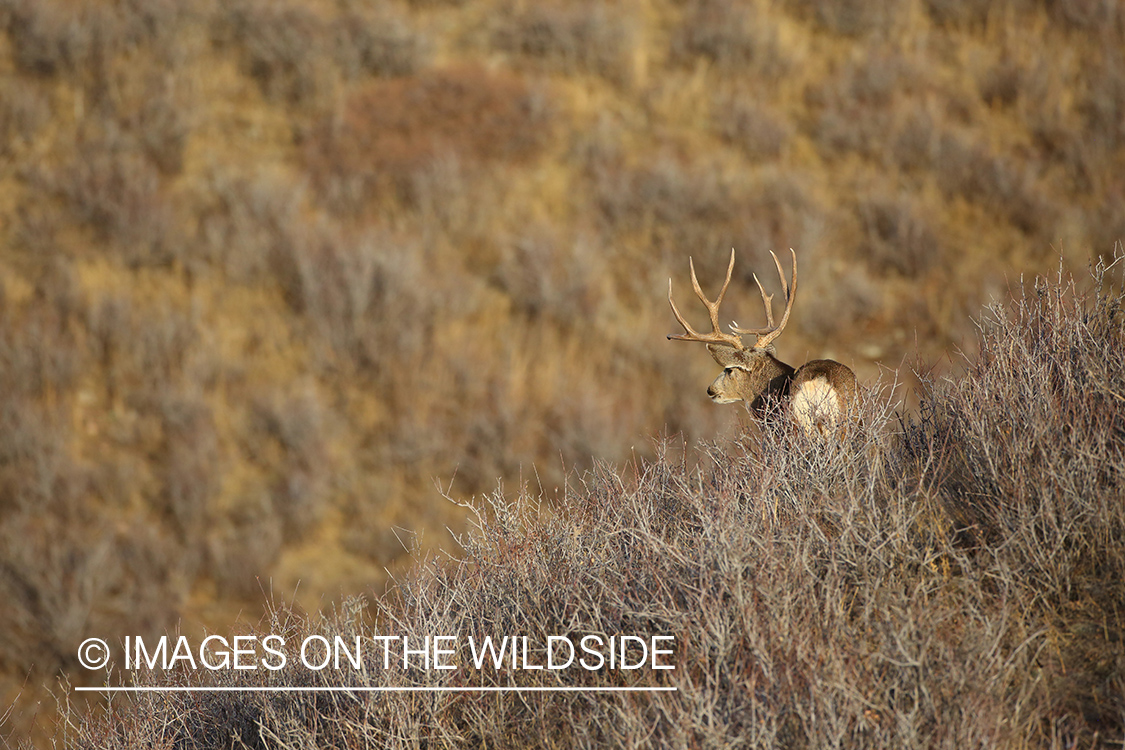 Mule deer buck in habitat. 