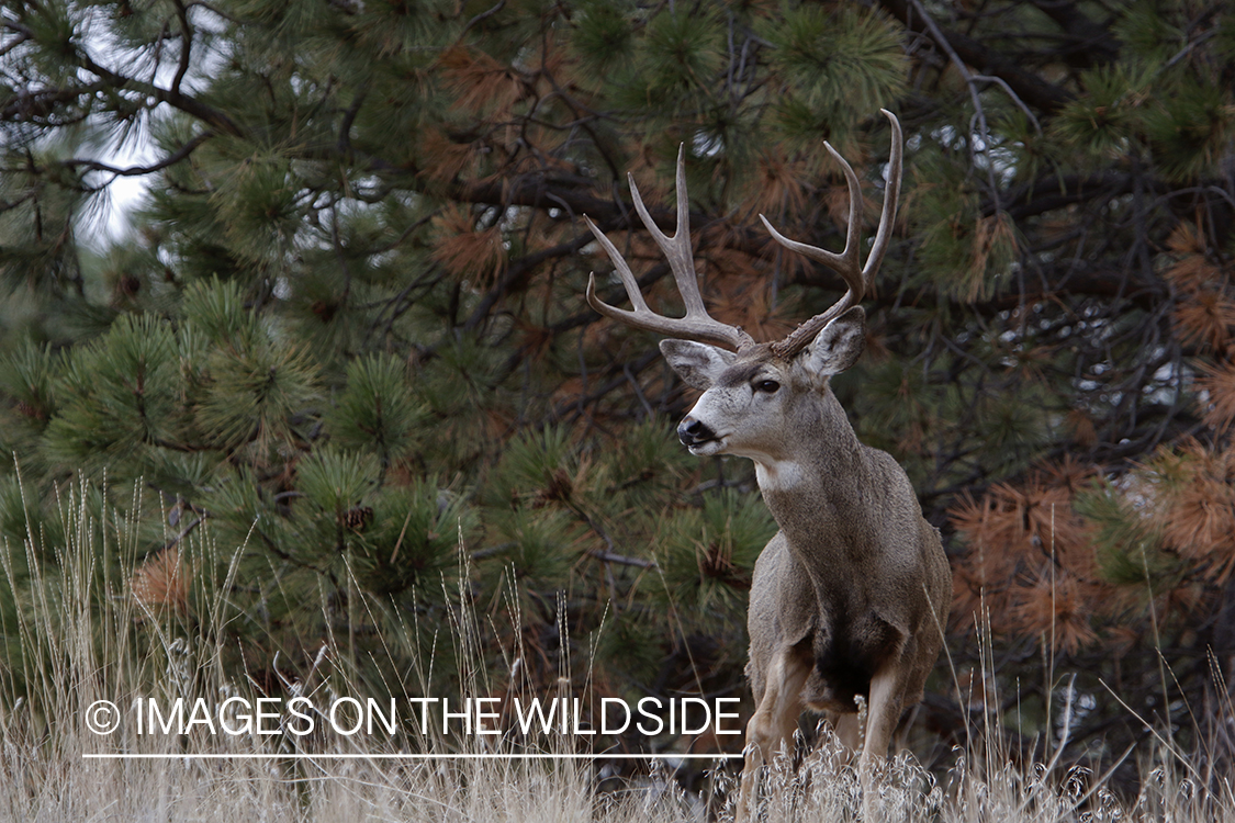 Mule deer buck in field.