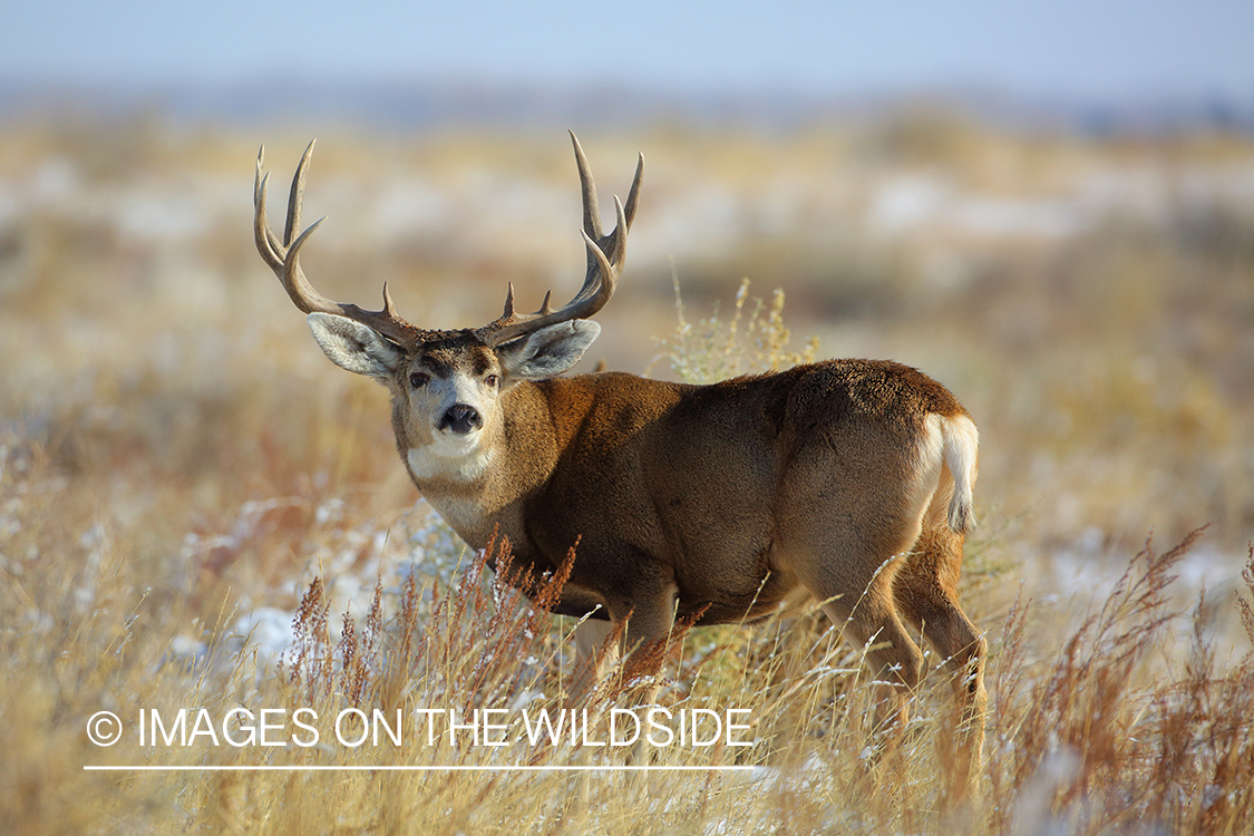 Mule deer buck in winter field.