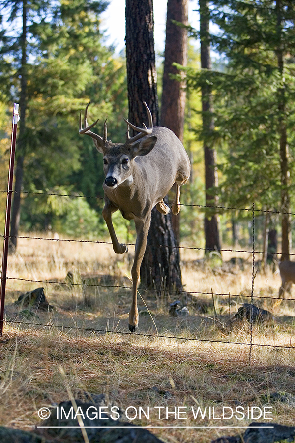 White-tailed deer jumping fence