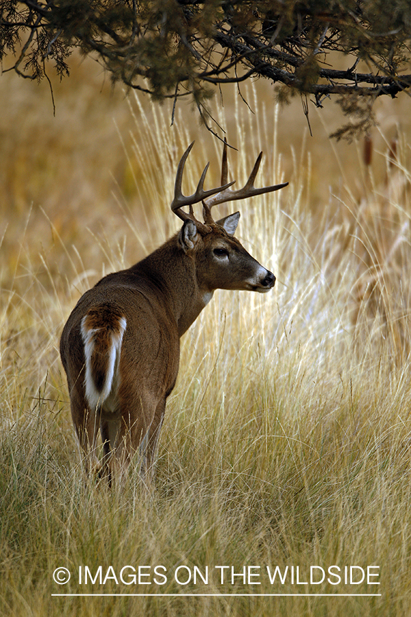 Whitetail Buck