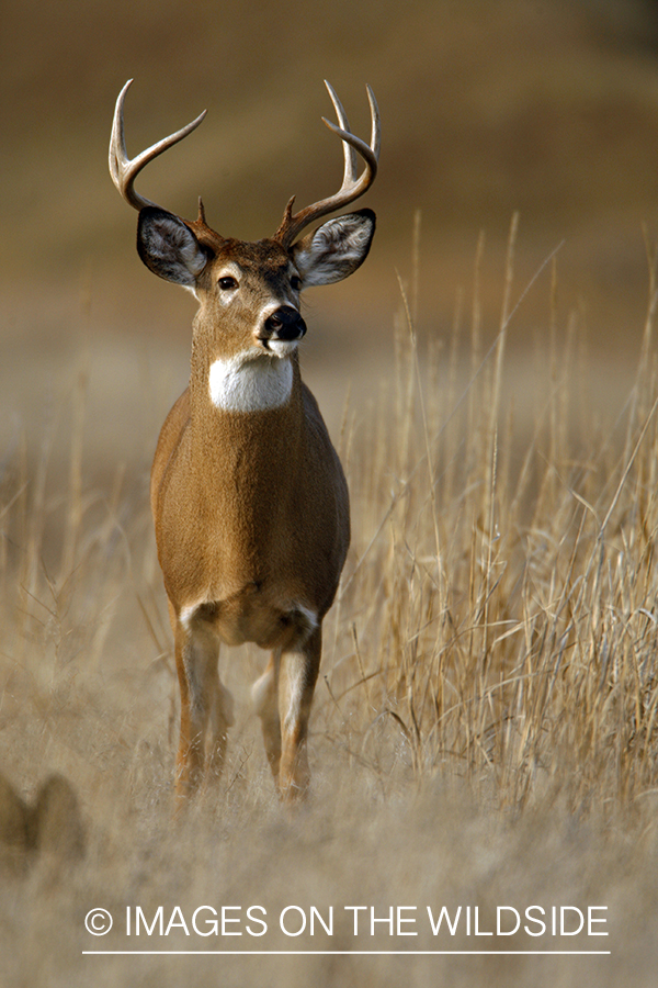 Whitetail Buck