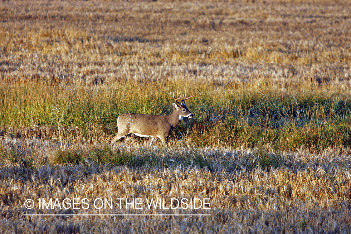 Whitetail buck in field