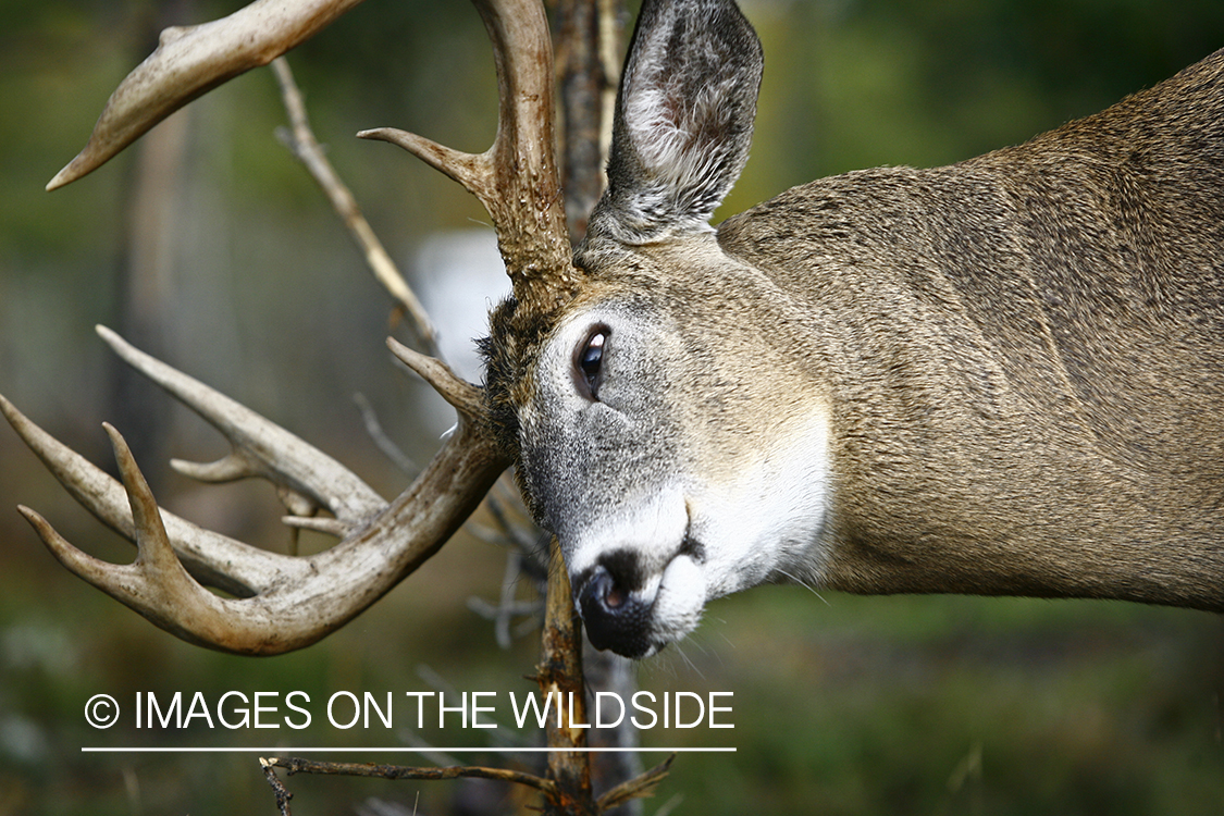 Whitetail buck rubbing antlers on tree.