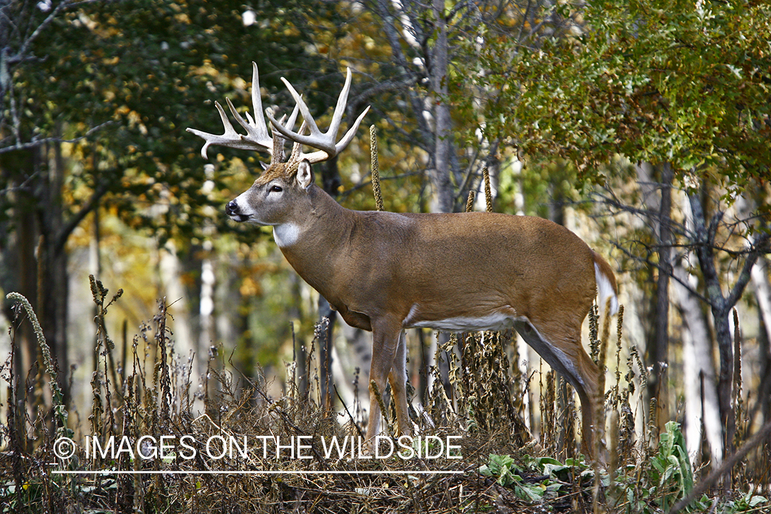 Whitetail buck in habitat