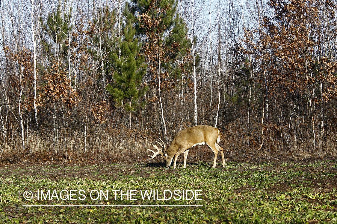 Whitetail buck in habitat