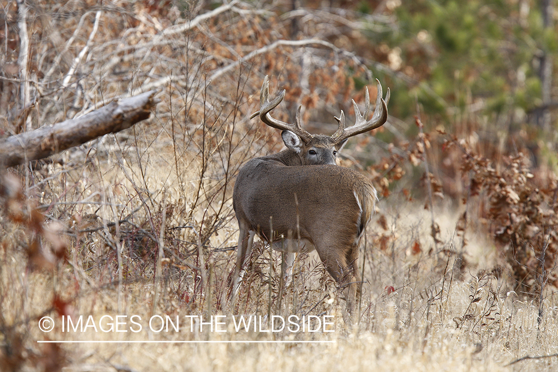 Whitetail buck in habitat.