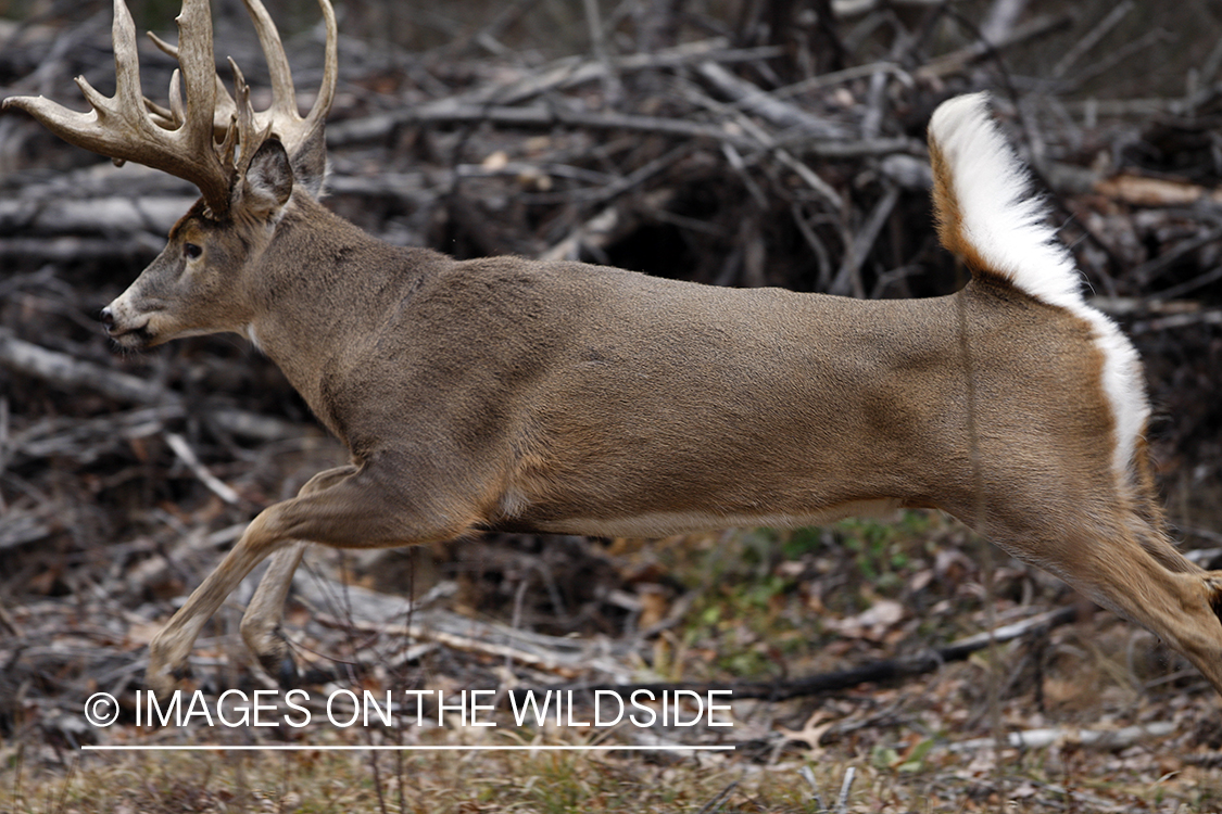 Whitetail buck running.