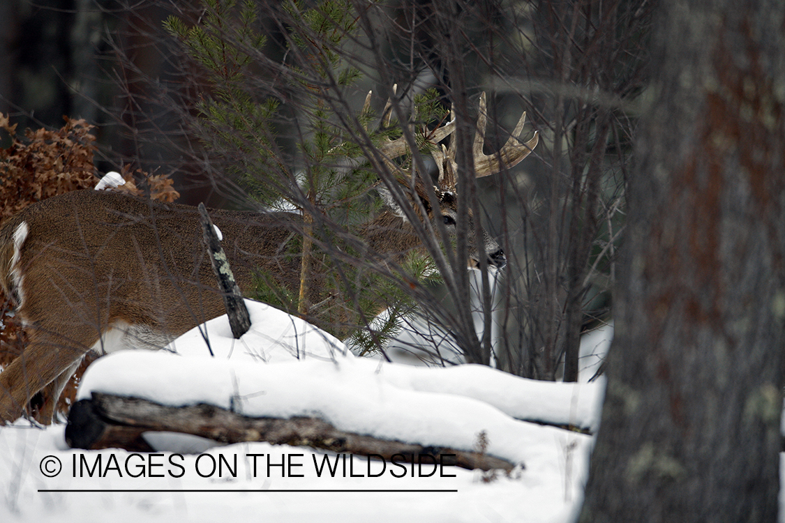 White-tailed buck in habitat.