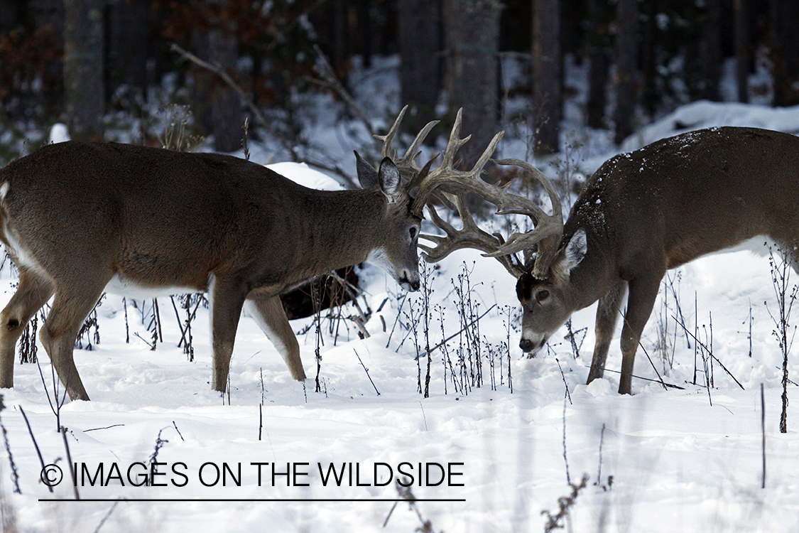 White-tailed buck in habitat.