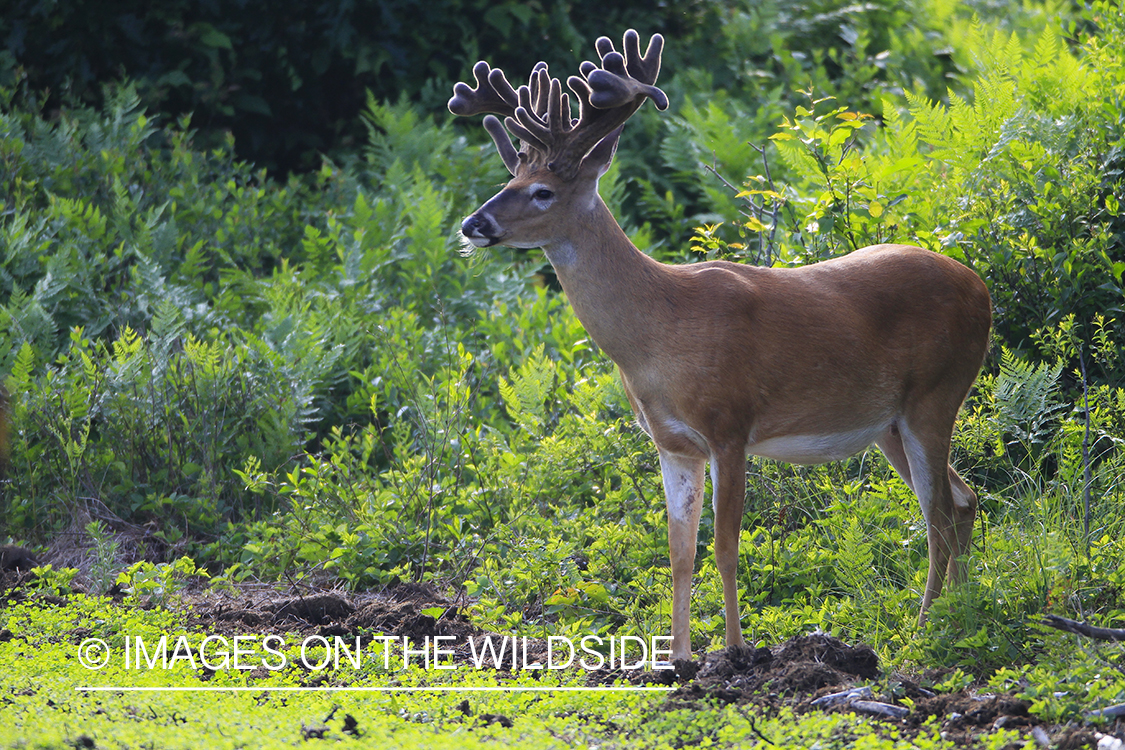 Summer Deer in Velvet