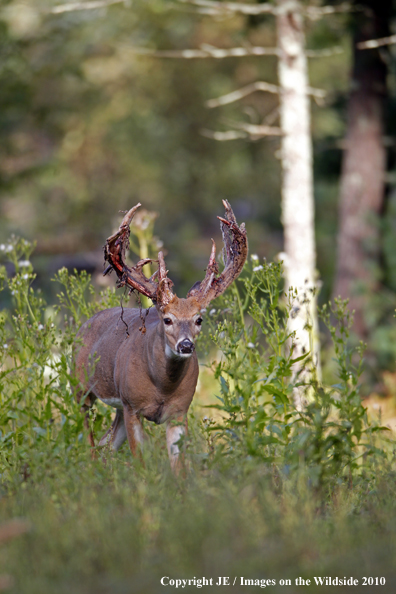 White-tailed buck in habitat in the velvet