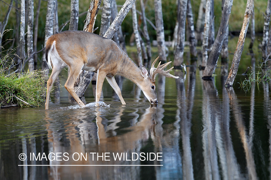 White-tailed buck in velvet 