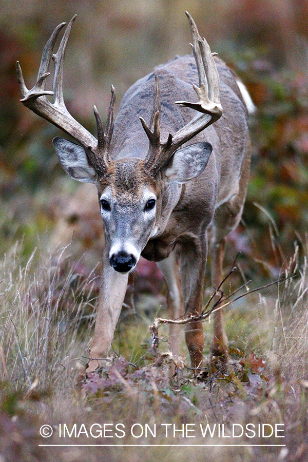 White-tailed buck in habitat. *