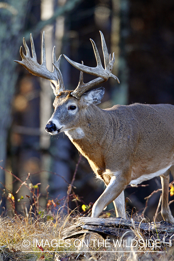 White-tailed buck in habitat. *