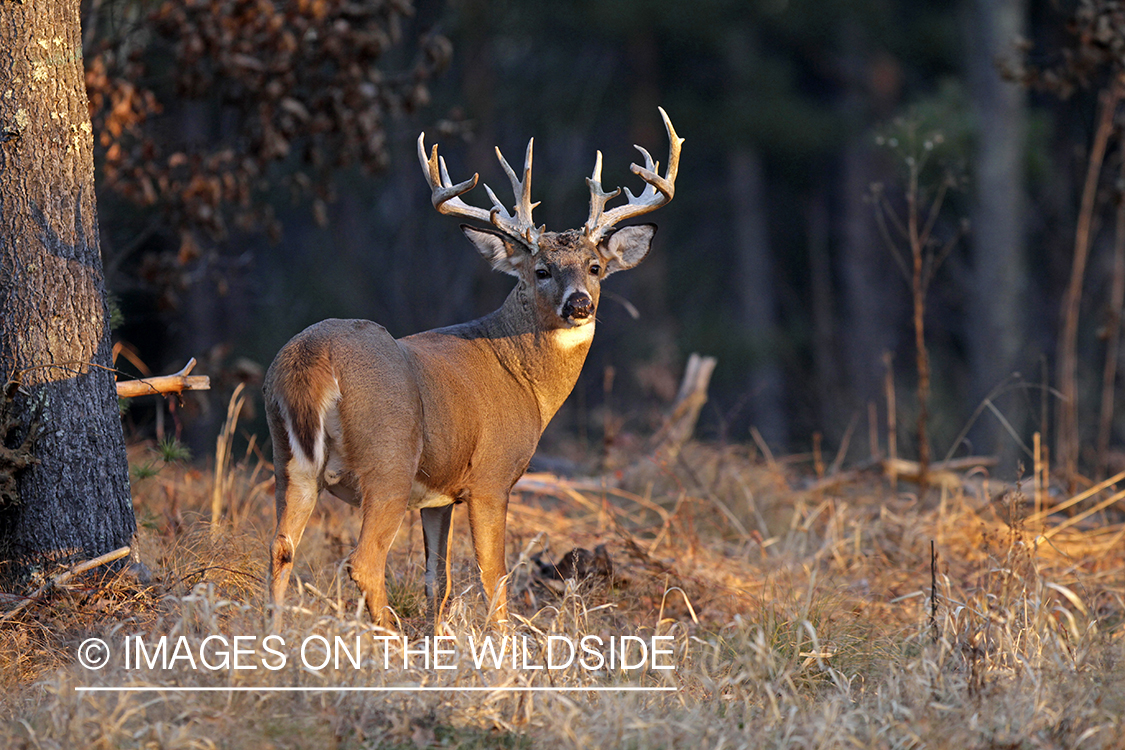 White-tailed buck in habitat. *