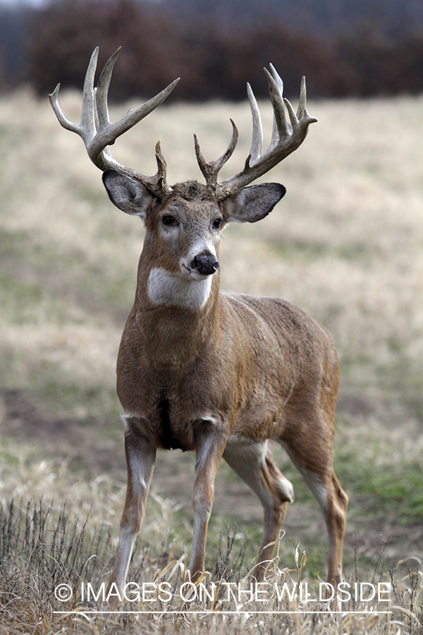 White-tailed buck in habitat. 