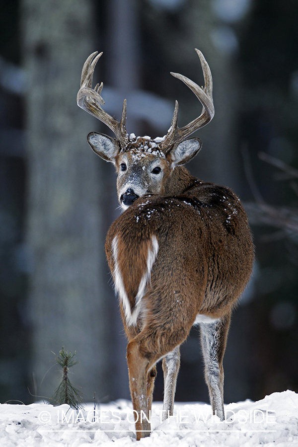 White-tailed buck in habitat. *