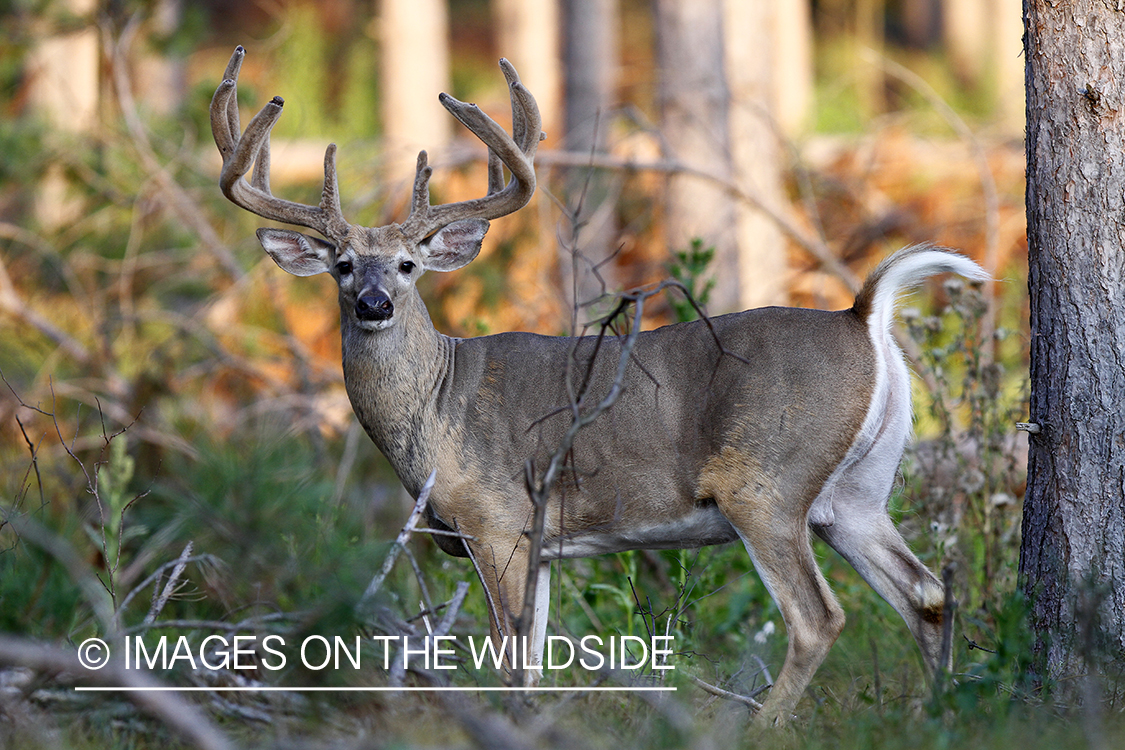 White-tailed buck in velvet.  