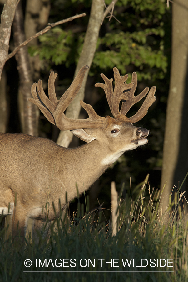 White-tailed buck in velvet. 