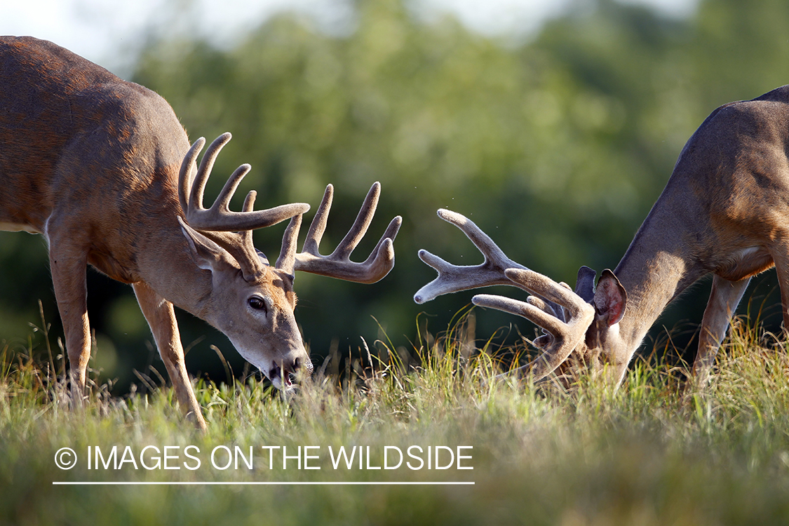 White-tailed buck in velvet.  