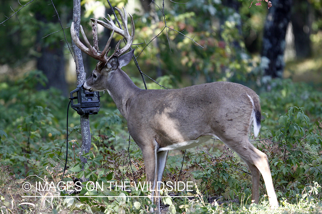 White-tailed buck investigating trail cam. 